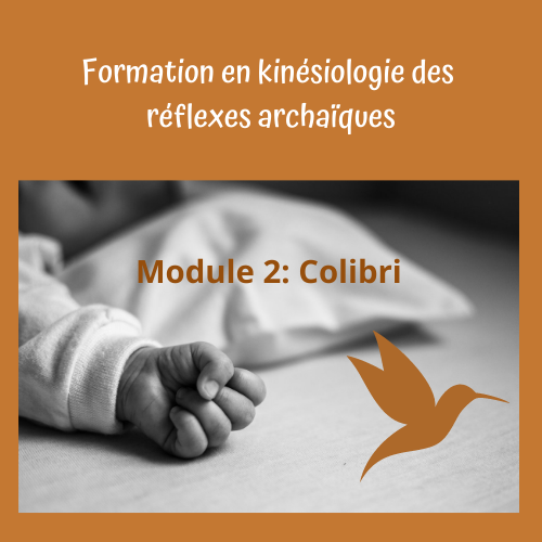 Kinésiologie des réflexes Module 2 colibri